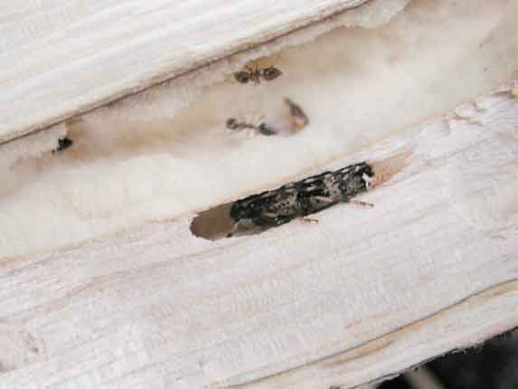 ヒトオビアラゲカミキリ