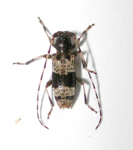 ヒトオビアラゲカミキリ