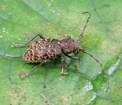 ホンドアカガネカミキリ