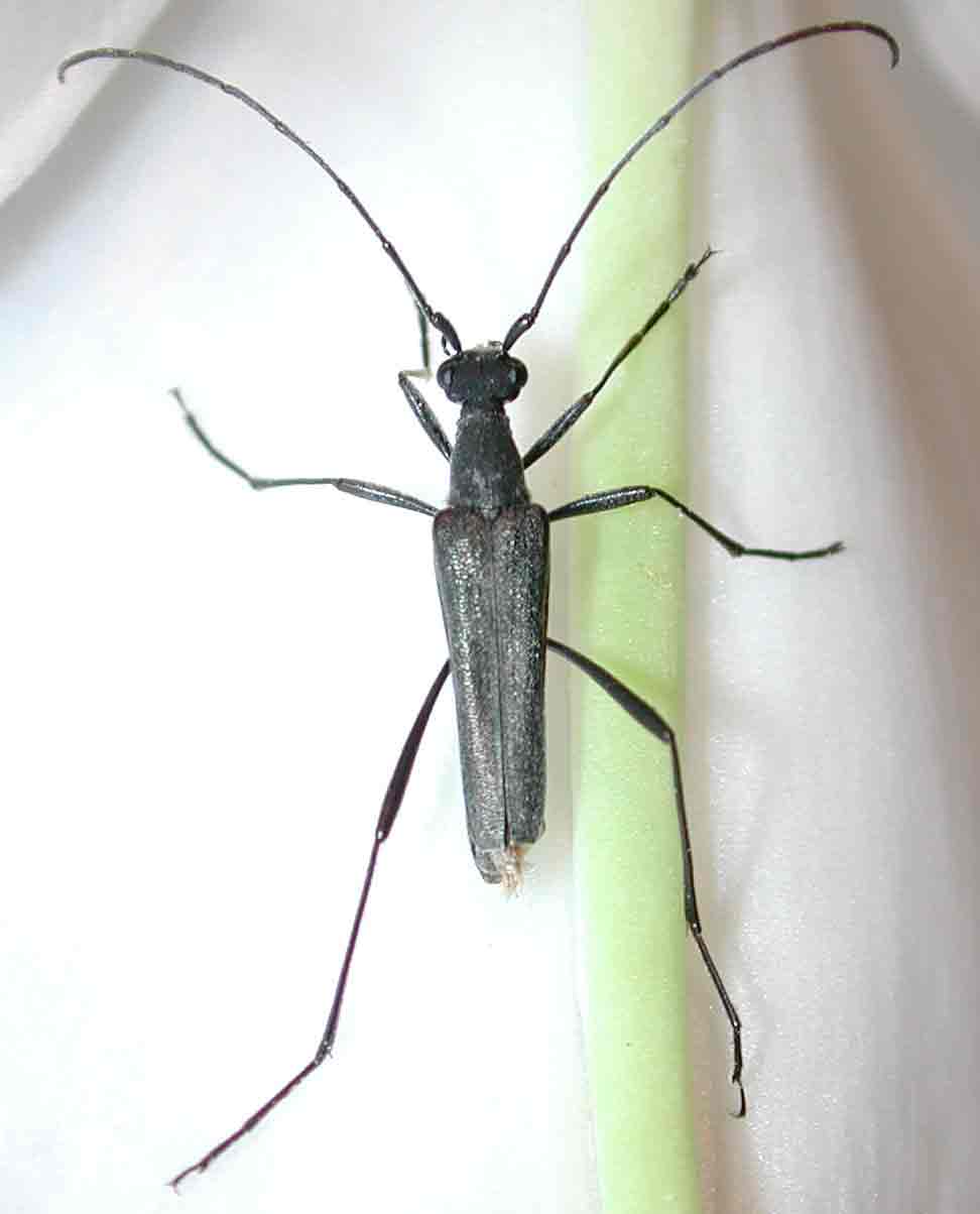 ホンドアオバホソハナカミキリ