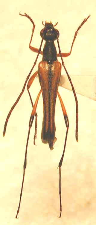 ホソハナカミキリ