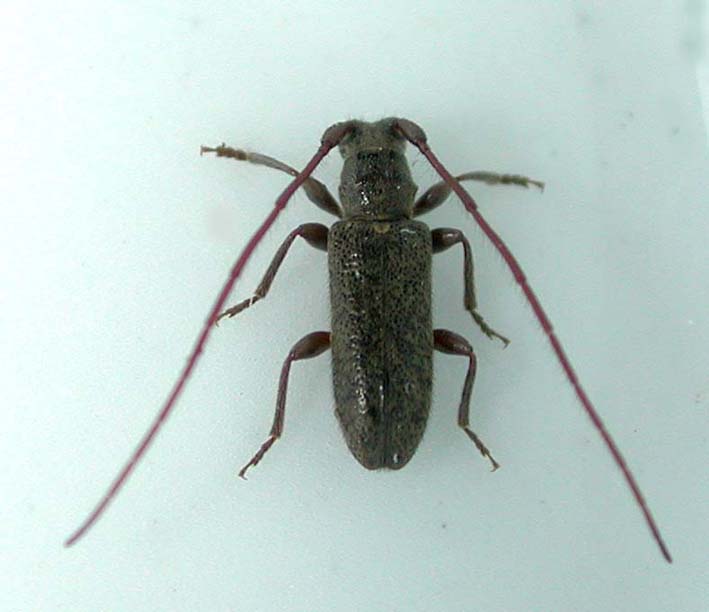 ホソヒゲケブカカミキリ