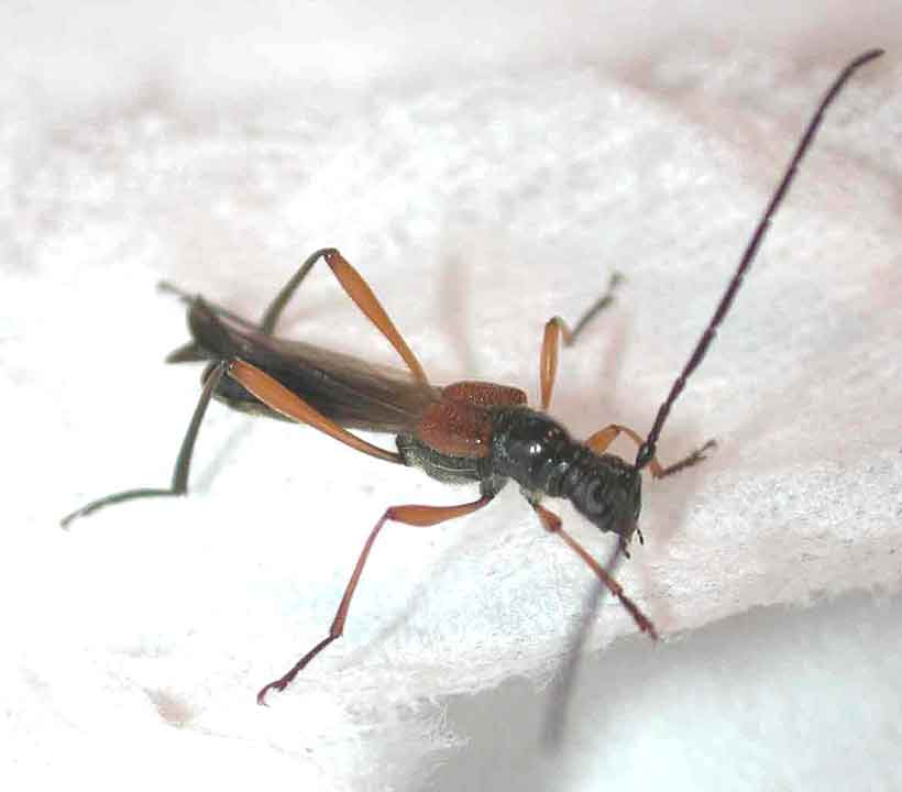 ホソコバネカミキリ