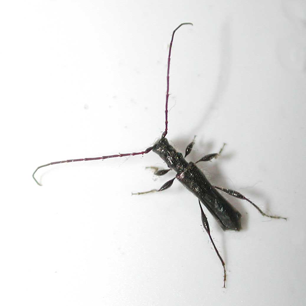 ホソツヤヒゲナガコバネカミキリ