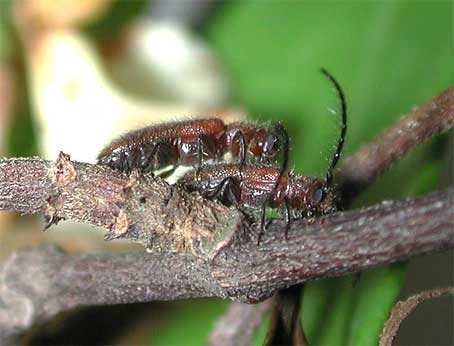 イボタサビカミキリ