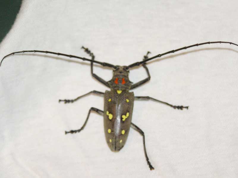 イチジクカミキリ