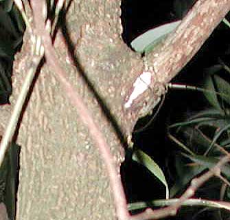 イチョウヒゲビロウドカミキリ