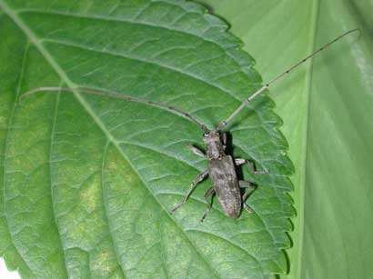 イチョウヒゲビロウドカミキリ