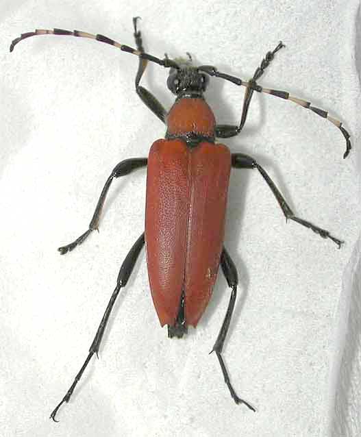 イガブチヒゲハナカミキリ