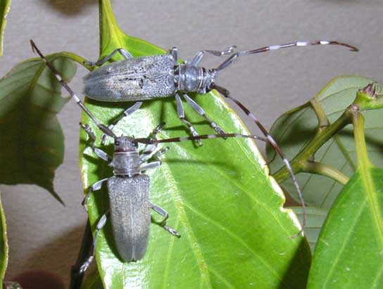 イシガキフトカミキリ