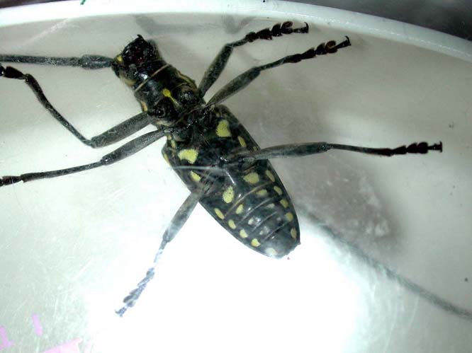 イシガキキボシカミキリ