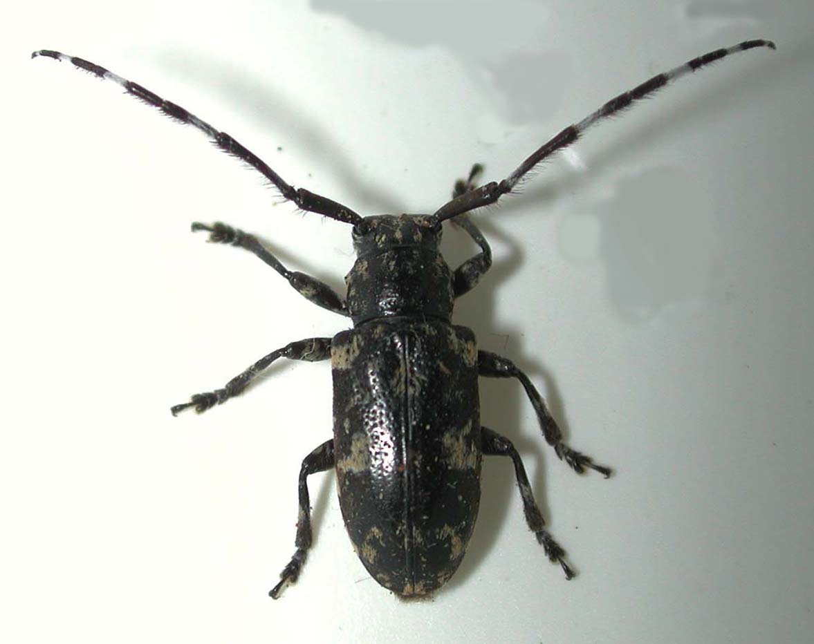 イシガキゴマフカミキリ