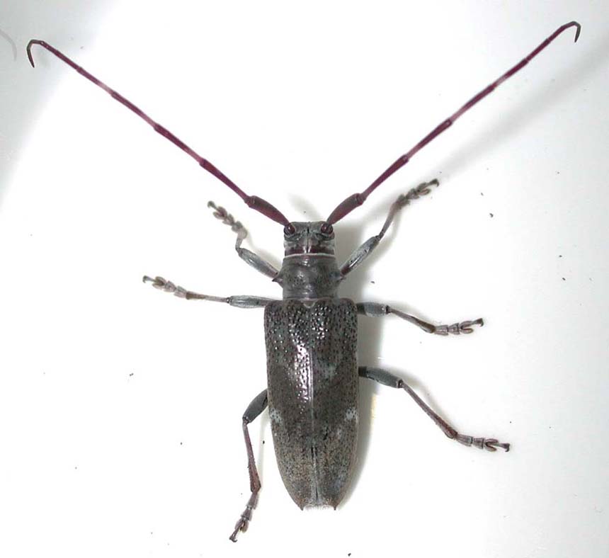 イシガキフトカミキリ