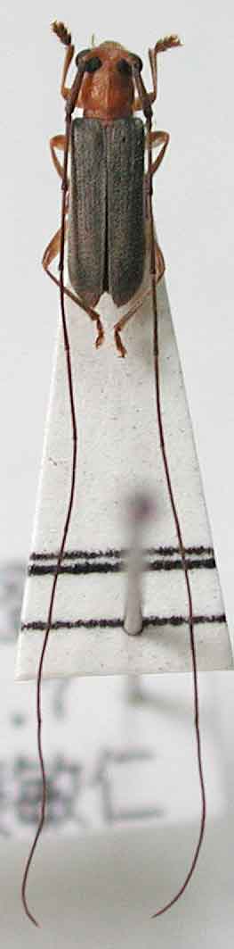 イシガキイトヒゲカミキリ