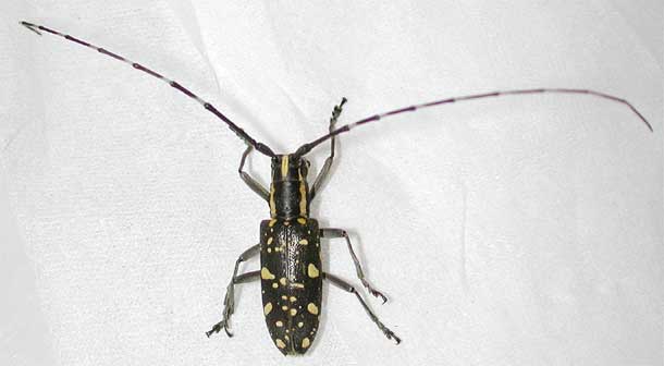 イシガキキボシカミキリ