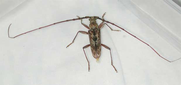 イシガキキマダラミヤマカミキリ