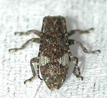 イシガキシロオビサビカミキリ