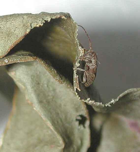 イシガキタイワンチビカミキリ