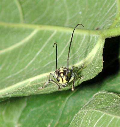 イッシキキモンカミキリ