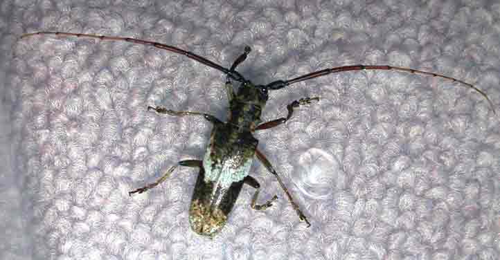 イタヤカミキリ