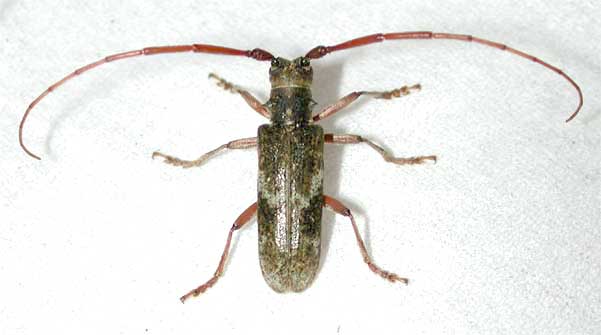 イタヤカミキリ