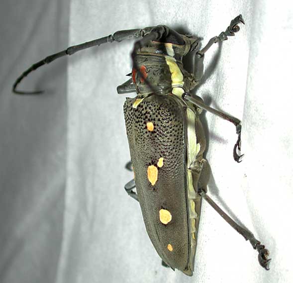 イチジクカミキリ