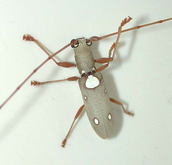 イツホシシロカミキリ