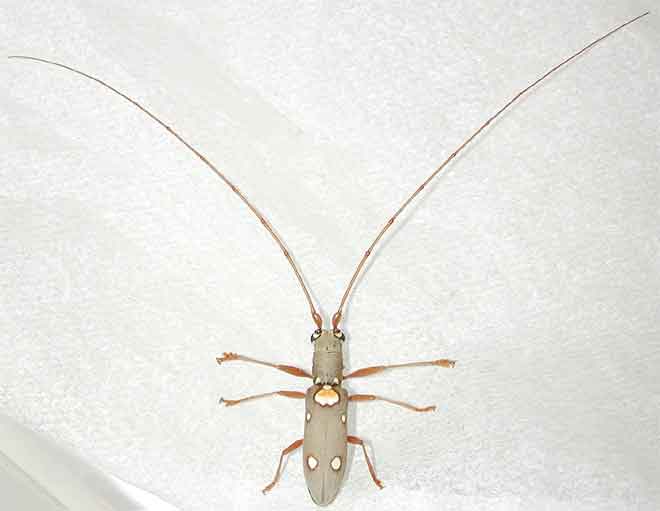 イツホシシロカミキリ