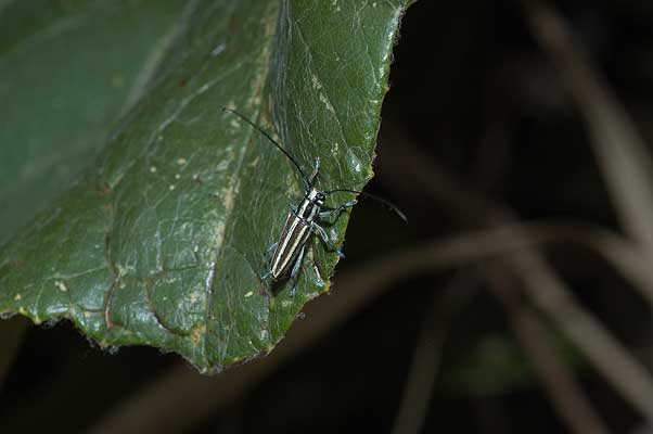 イワサキキンスジカミキリ