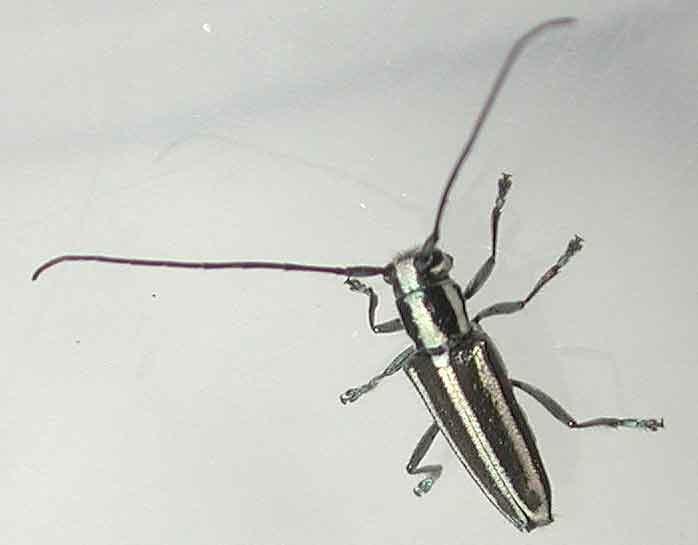 イワサキキンスジカミキリ