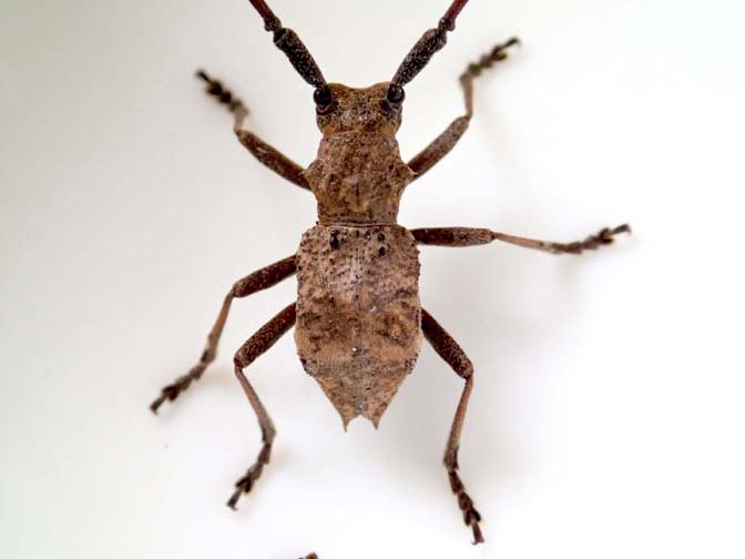 イワワキセダカコブヤハズカミキリ