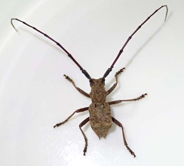 イワワキセダカコブヤハズカミキリ