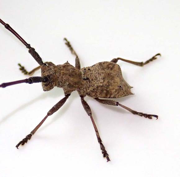 イワワキセダカコブヤハズカミキリ