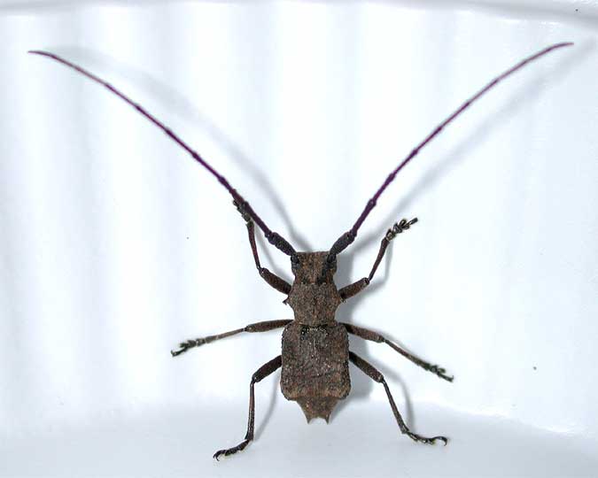 イワワキセダカコブヤハズカミキリ