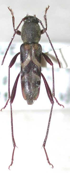 イズチビトラカミキリ