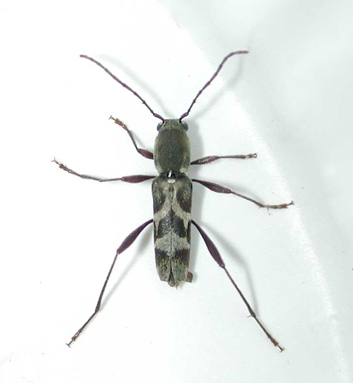 イズチビトラカミキリ