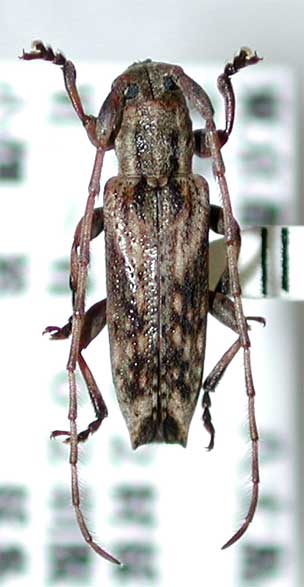 イズドイカミキリ