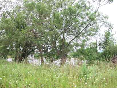 ジャコウカミキリ