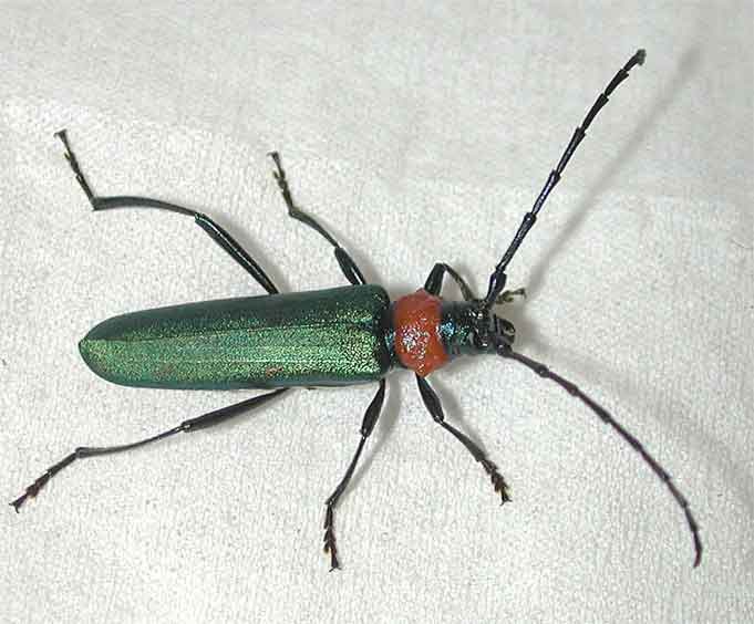 ジャコウカミキリ