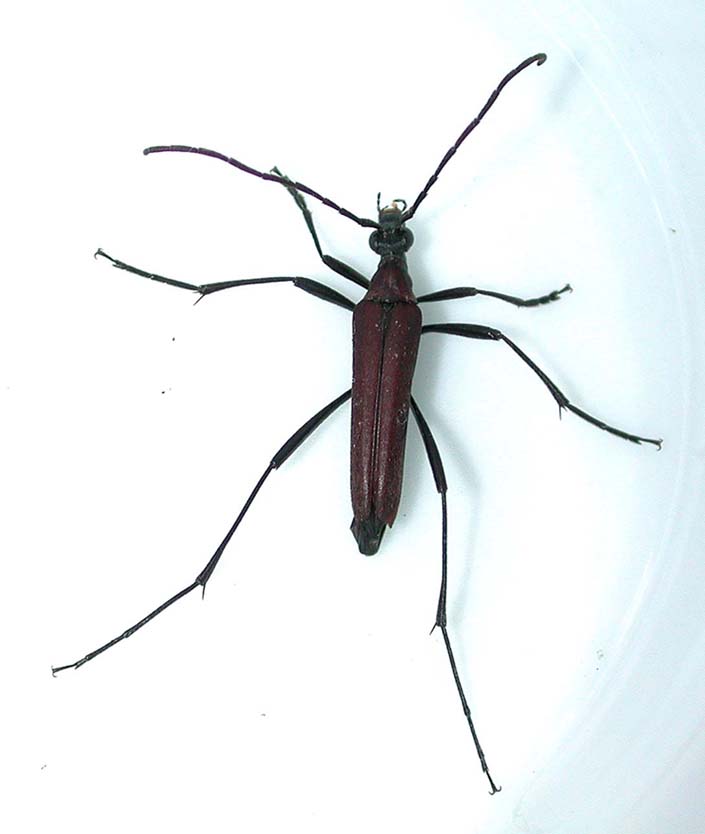 ジャコウホソハナカミキリ