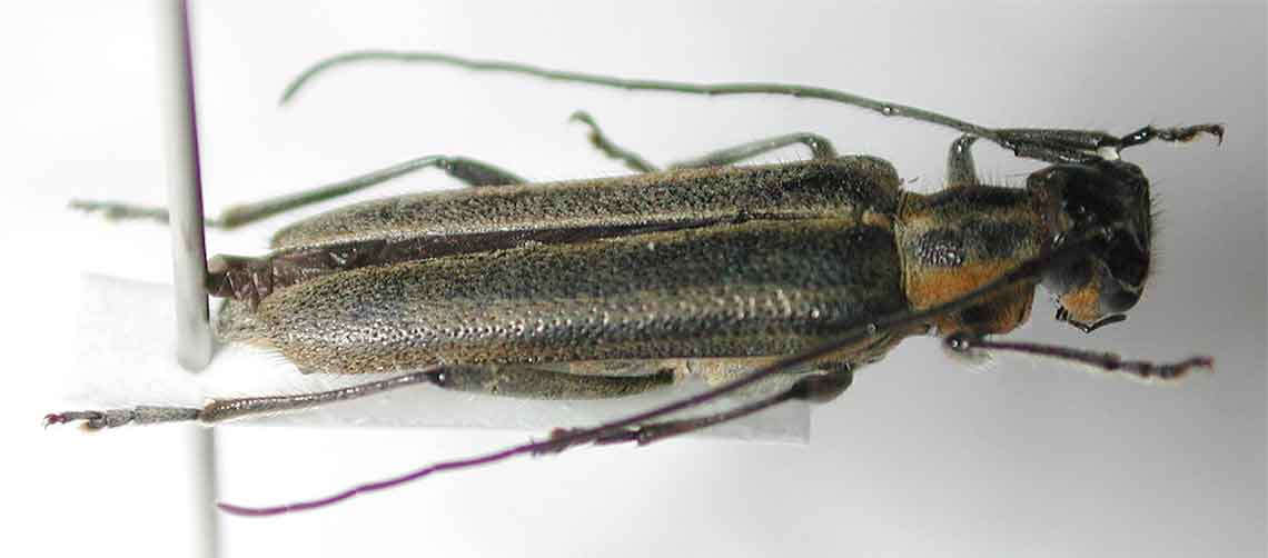 ジュウモンジニセリンゴカミキリ