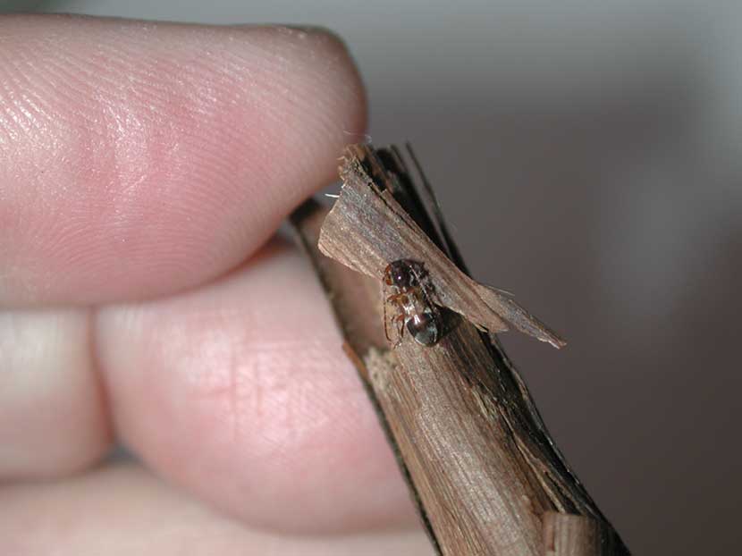 カッコウカミキリ