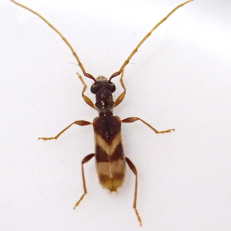 カッコウメダカカミキリ