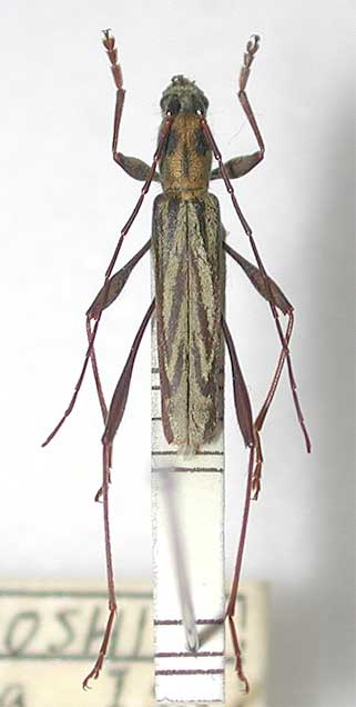 タイリクカンボウトラカミキリ