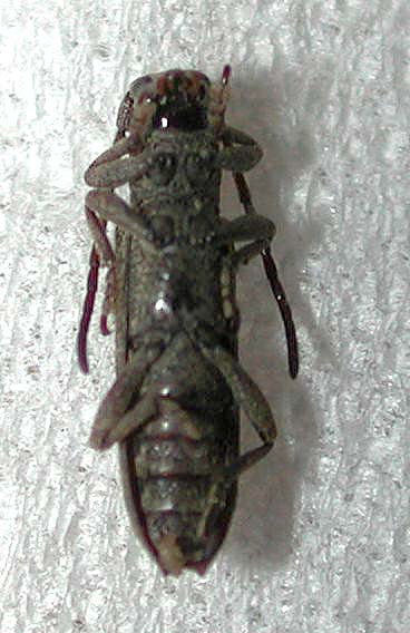 カノコサビカミキリ