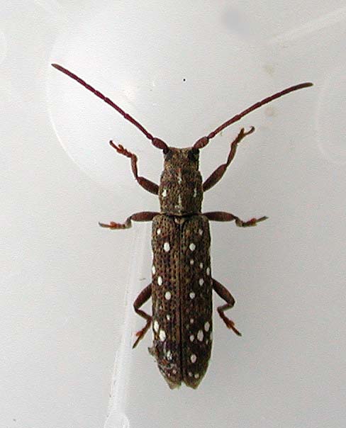 カノコサビカミキリ