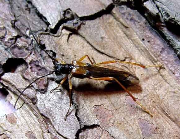 カラフトホソコバネカミキリ