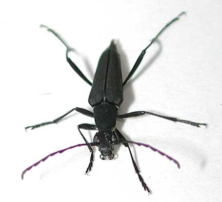 カサハラツヤケシハナカミキリ