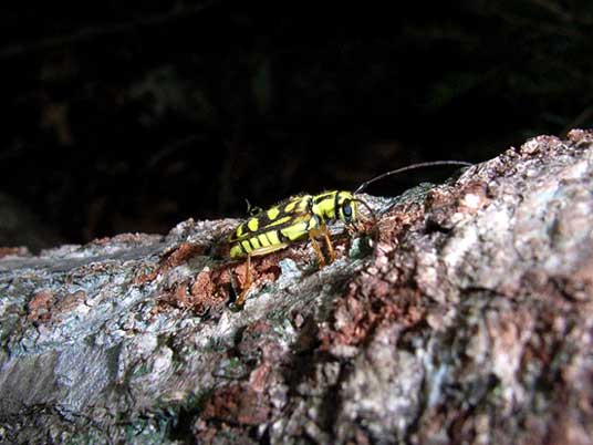 カスガキモンカミキリ