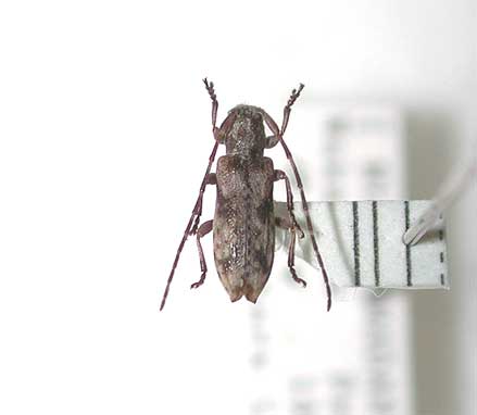 カスリチビカミキリ